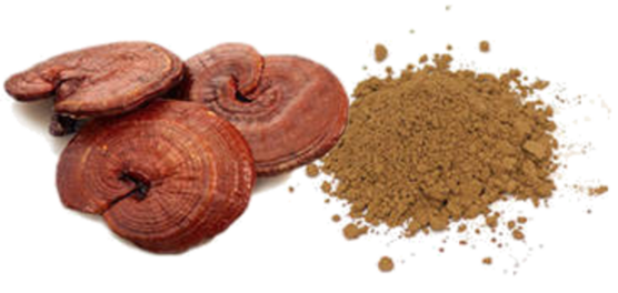 Ganoderma