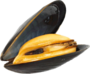 Mussels